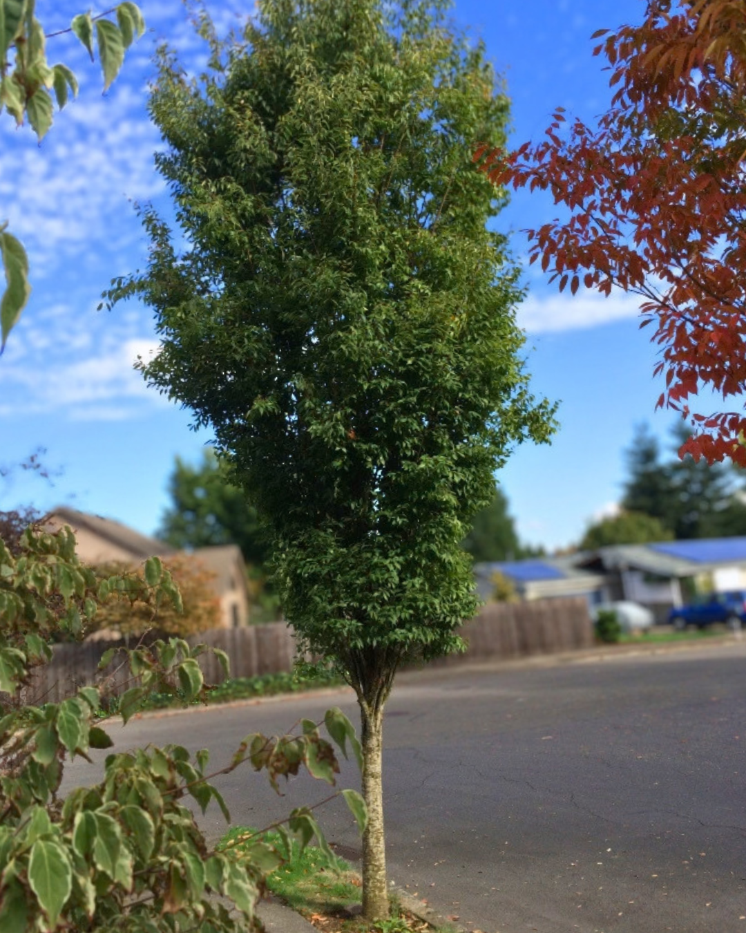 Musashino Japanese Zelkova growing on a very narrow parkway.